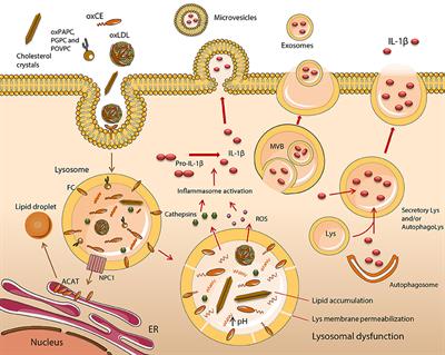 Lipid and Non-lipid Factors Affecting Macrophage Dysfunction and Inflammation in Atherosclerosis